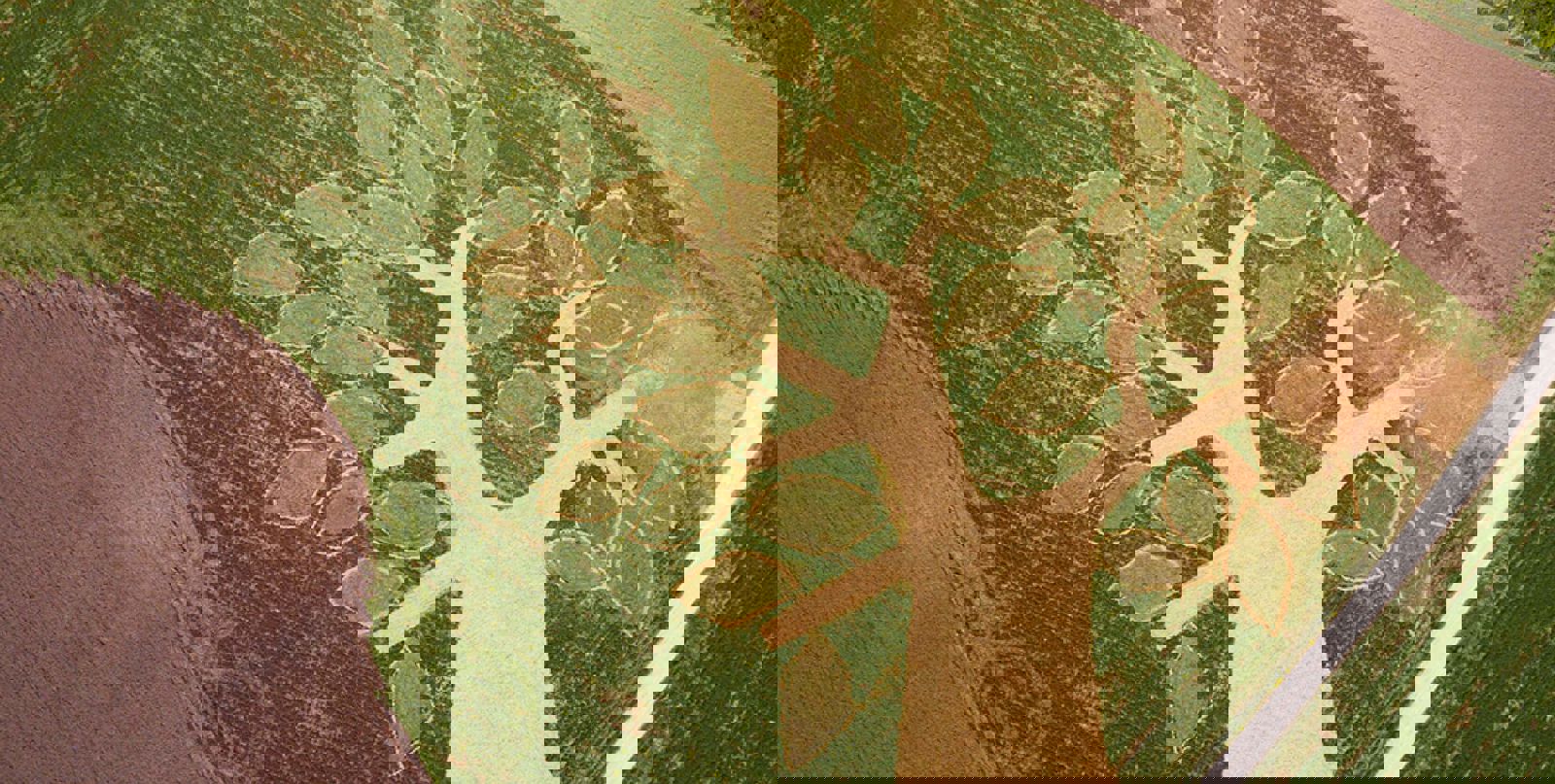 Wideimage With Sidepadding 2X