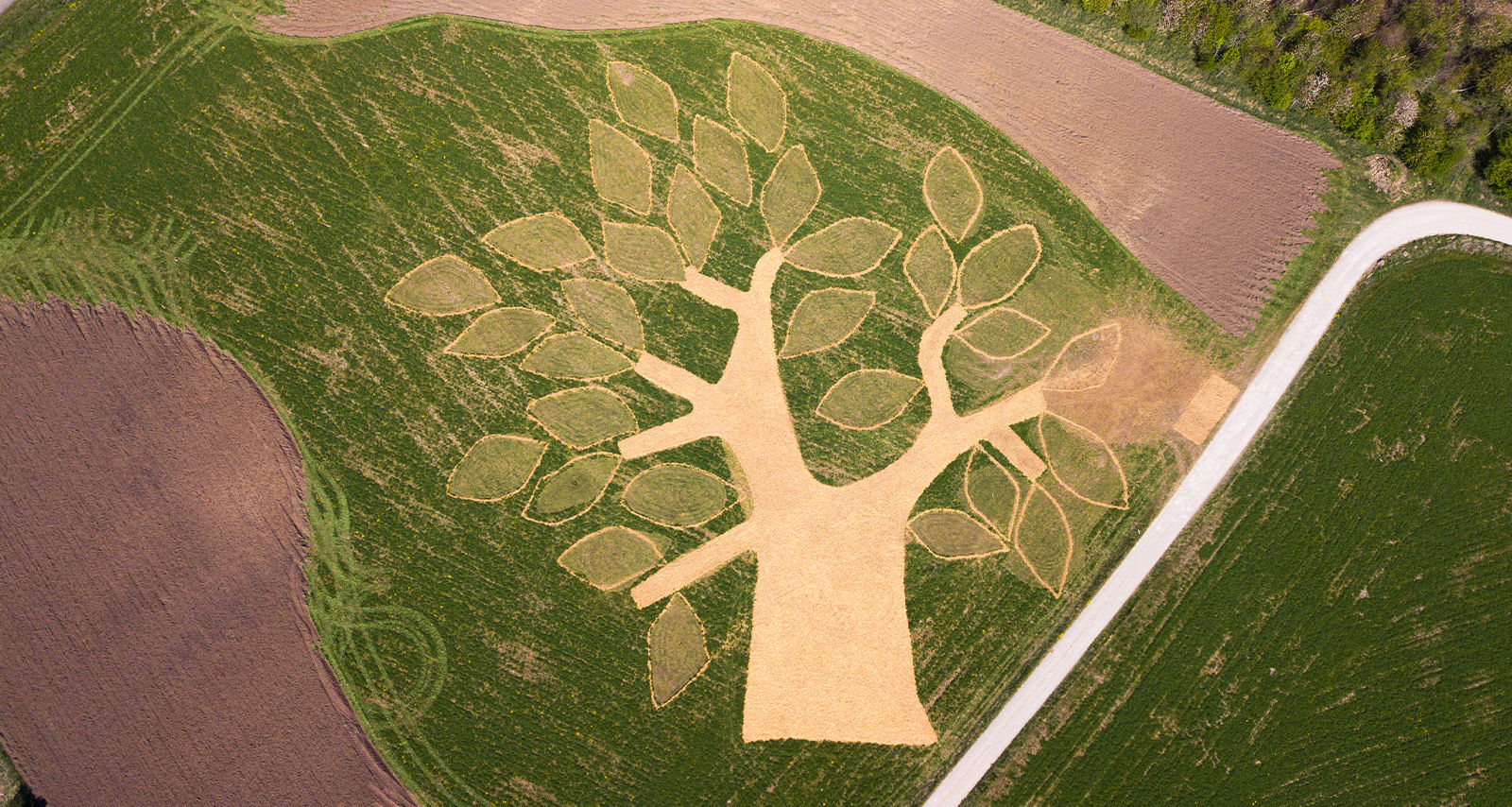 Plant Et Træ Billede Med Tekstboks